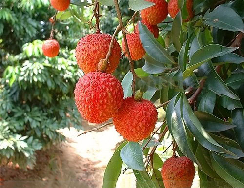 荔枝